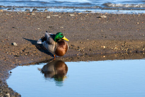 <a class="white" href="https://www.dropbox.com/s/ybgb98vn3ejuuni/duck-resting.jpg?dl=1">Download High-Resolution Photo</a> Duck resting near water free stock image