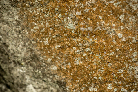 <a class="white" href="https://www.dropbox.com/s/td1xdrynnekmd2g/rock-texture-free-stock-image.jpg?dl=1">Download High-Resolution Photo</a> Colorful lychen texture free stock photo