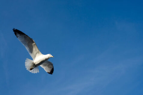 <a class="white" href="https://www.dropbox.com/s/f6aub7qj91nj5v0/seagull-in-flight.jpg?dl=1">Download High-Resolution Photo</a> Seagull in flight free stock photo