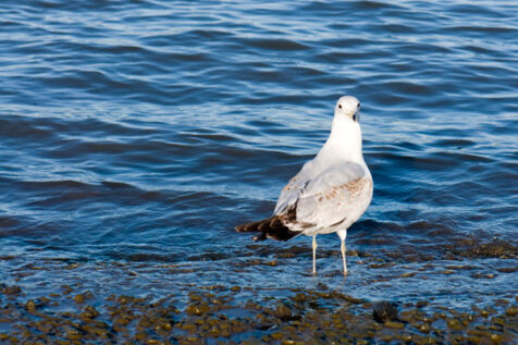 <a class="white" href="https://www.dropbox.com/s/0sy0re0m701cni3/seagull-in-water.jpg?dl=1">Download High-Resolution Photo</a> Seagull in water free stock photo