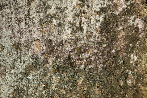 <a class="white" href="https://www.dropbox.com/s/8s1jg0hl0xxs9ur/rock-texture-free-stock.jpg?dl=1">Download High-Resolution Photo</a> Lychen on rock texture free stock photo