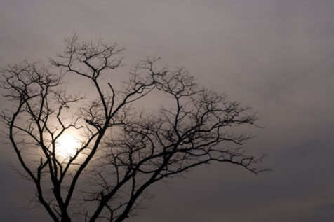 <a class="white" href="https://www.dropbox.com/s/syfi29lxupw1qld/tree-and-sun.jpg?dl=1">Download High-Resolution Photo</a> Free stock photo of tree and sun on an overcast afternoon