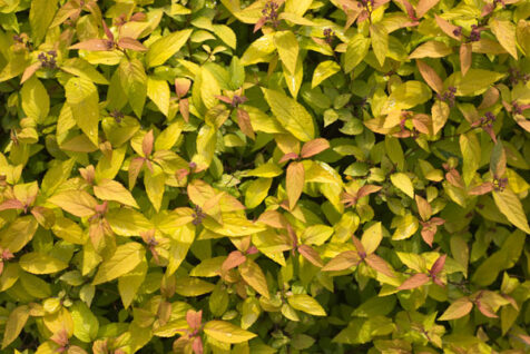 <a class="white" href="https://www.dropbox.com/s/0rjn8co35g64yx8/vibrant-leaves.jpg?dl=1">Download High-Resolution Photo</a> Colorful leaves in sunlight