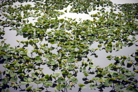 <a class="white" href="https://www.dropbox.com/s/7k98z9ujahwlfmg/water-lilies.jpg?dl=1">Download High-Resolution Photo</a> Copyright-free image of assorted leaves in lake