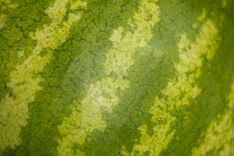 <a class="white" href="https://www.dropbox.com/s/ec5ku2ds7otbuks/watermelon.jpg?dl=1">Download High-Resolution Photo</a> Watermelon texture free stock photo