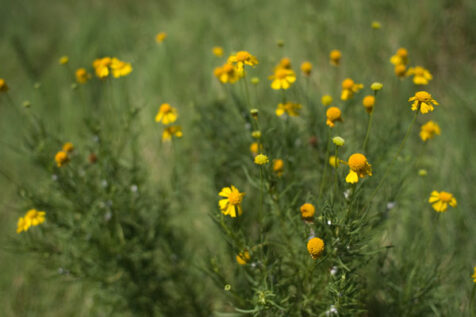 <a class="white" href="https://www.dropbox.com/s/5lvhtwkijc83hcx/yellow-flowers.jpg?dl=1">Download High-Resolution Photo</a> Yellow flowers in a field
