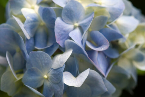 <a class="white" href="https://www.dropbox.com/s/nh0ytxbxg8mtnxl/blue-white-flowers.jpg?dl=1">Download High-Resolution Photo</a> Blue and white flowers free stock photo