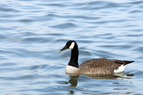 <a class="white" href="https://www.dropbox.com/s/kot06rxo99la756/goose-in-water.jpg?dl=1">Download High-Resolution Photo</a> Goose in water free stock photo