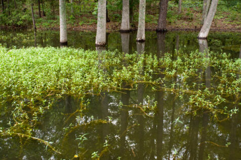 <a class="white" href="https://www.dropbox.com/s/q8gzyf78wwnlvzi/lake-vegetation-and-trees.jpg?dl=1">Download High-Resolution Photo</a> Vegetation in lake free stock photo