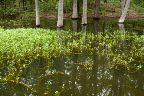 <a class="white" href="https://www.dropbox.com/s/q8gzyf78wwnlvzi/lake-vegetation-and-trees.jpg?dl=1">Download High-Resolution Photo</a> Vegetation in lake free stock photo