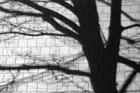 <a class="white" href="https://www.dropbox.com/s/m7fii52ry7vmtyr/tree-shadow-on-building.jpg?dl=1">Download High-Resolution Photo</a> Tree shadow on building free stock photo