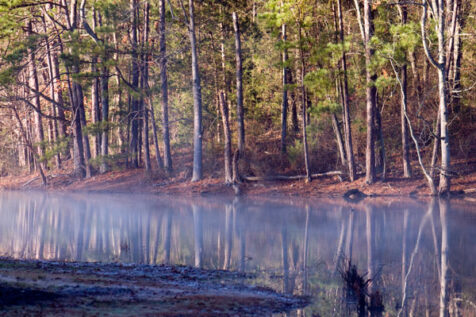 <a class="white" href="https://www.dropbox.com/s/4unrexfpd0841ff/trees-lake.jpg?dl=1">Download High-Resolution Photo</a> Trees and lake free stock photo