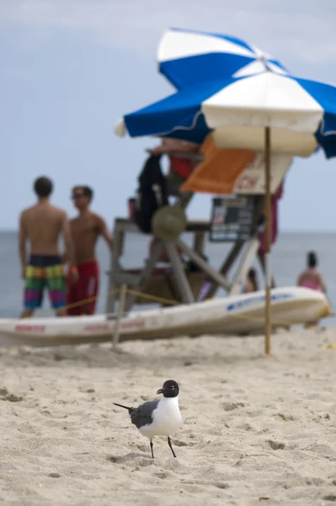 A bird on the beach in Point Pleasant, New Jersey, 2014.