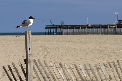 A bird sites on a fencepost at the beach in Ocean City, Maryland, 2013.