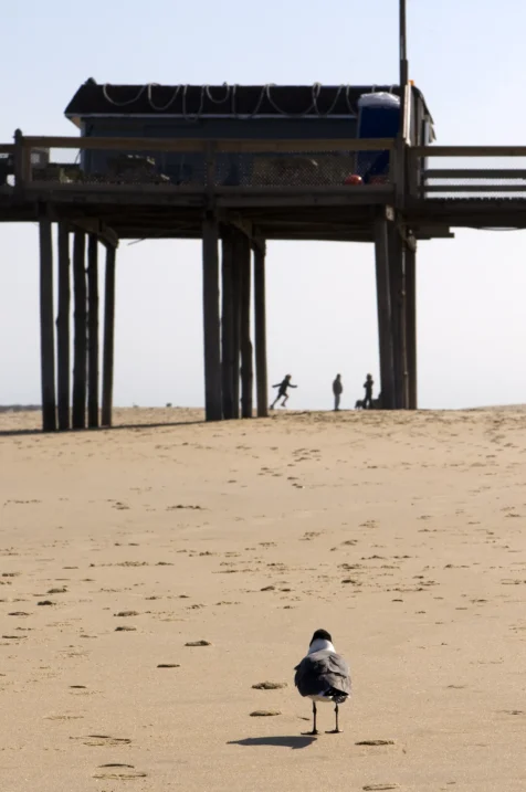 A bird watches people under a dock at the beach in Ocean City, Maryland, 2013.