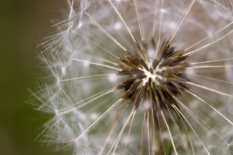 Close-up of dandelion in Valley Cottage, New York, 2013.