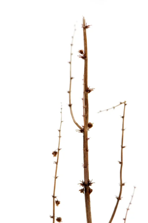 Close-up of a dead plant in the snow, Valley Cottage, New York, 2013.