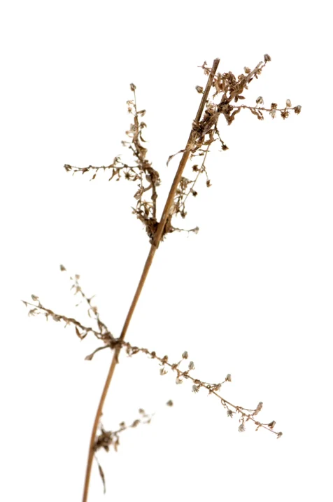 Dead plant in the snow, Valley Cottage, New York, 2013.