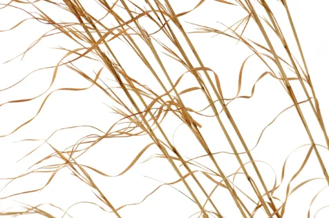 Dead weeds in the snow, Valley Cottage, New York, 2013.