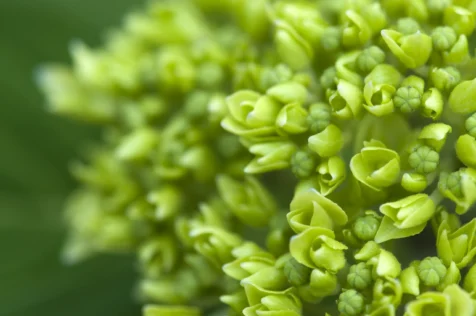 Close-up of Hydrangea in Nyack, New York, 2013.