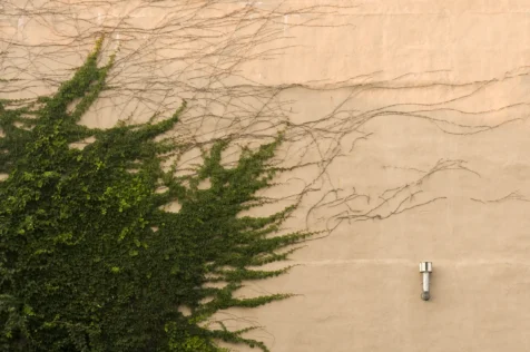 An exterior wall covered in ivy in Nyack, New York, 2013.