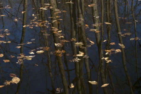 Leaves and reflections in a backyard pond, Tappan, New York, 2012.