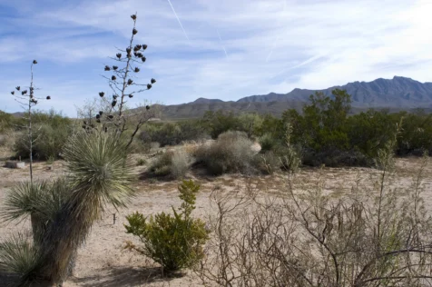 A rest stop in New Mexico, 2008.