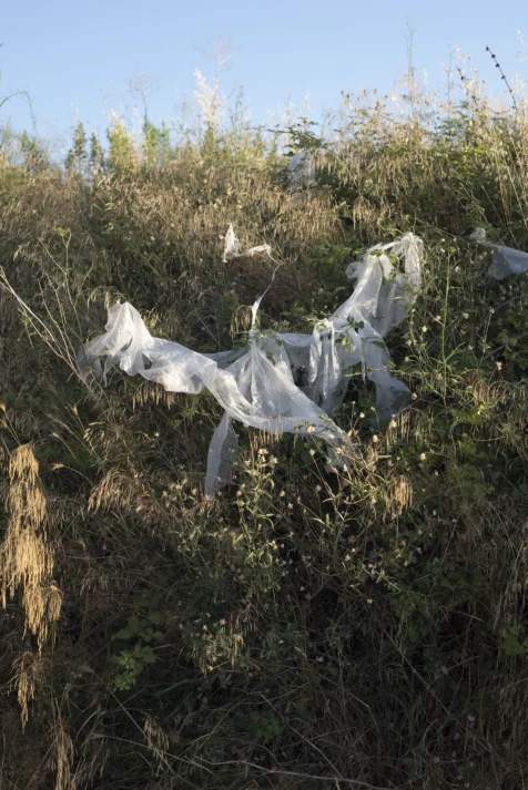 Plastic among weeds on a sunny afternoon in Split, Croatia, 2019.