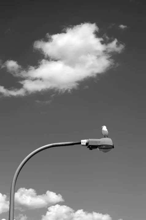 A seagull on a lightpost at Jones Beach in Long Island, New York, 2010.