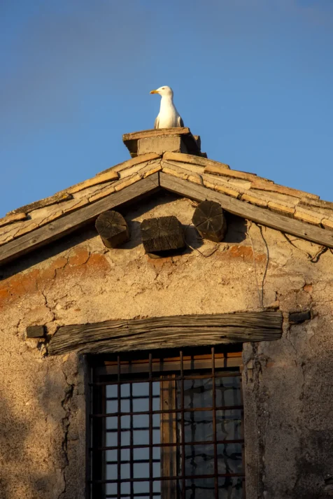 A seagull rests on a building near Palatine Hill in Rome, Italy, 2022.