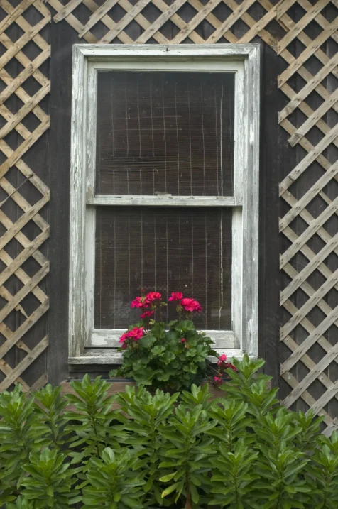 A shed window, latticework and flowers in Jamestown, Rhode Island, 2014.