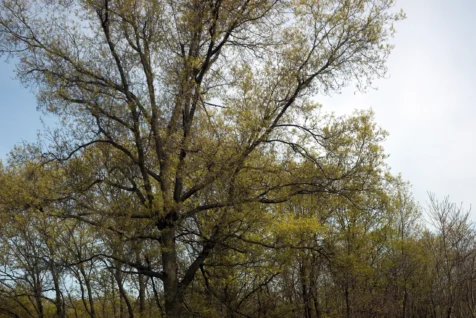 Assorted foliage next to the Palisades Interstate Parkway in New Jersey, 2016.