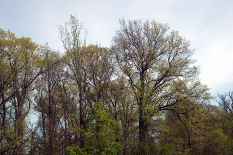 Colorful foliage near the Palisades Interstate Parkway in New Jersey, 2016.