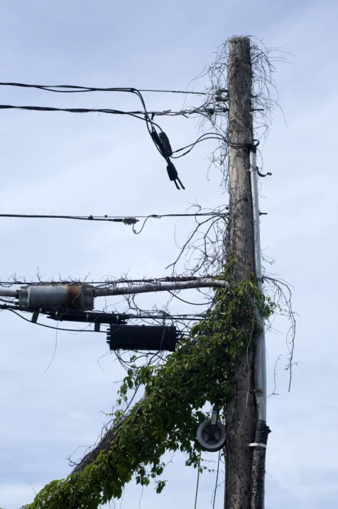 A utility pole covered in moss in Piermont, New York, 2015.