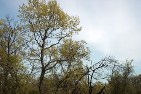 Assorted foliage along the Palisades Interstate Parkway in New Jersey, 2016.