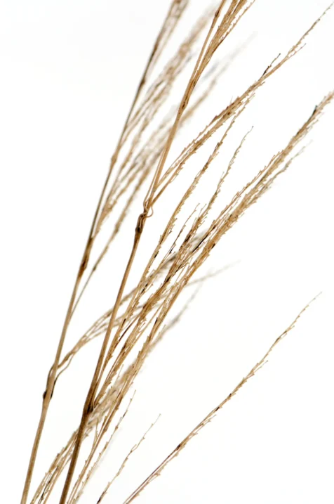 Close-up of dead weeds in the snow, Valley Cottage, New York, 2013.