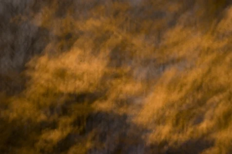 Long exposure of golden leaves in motion at night in Valley Cottage, New York, 2016.