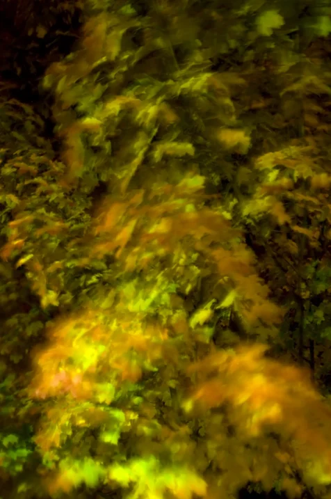 Long exposure of an autumn tree illuminated by streetlight at night in Valley Cottage, New York, 2012.
