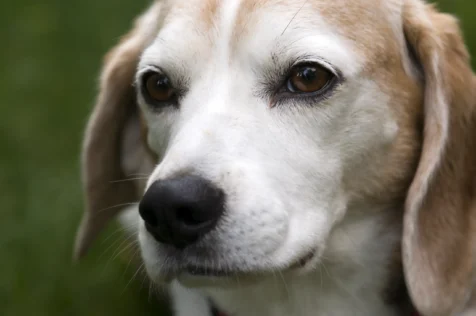 A Beagle named Max in Rhode Island.