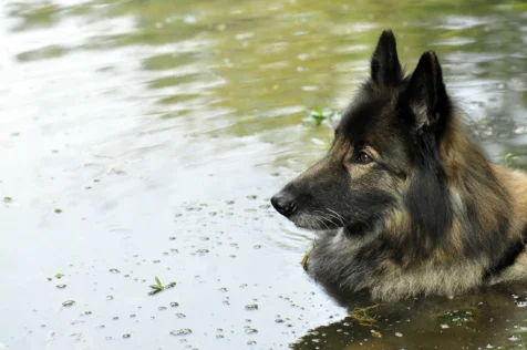 A Belgian Shepherd in Lake Murray, Chapin, South Carolina.