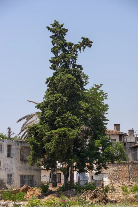 A large tree and houses in Antalya, Turkey, 2023.