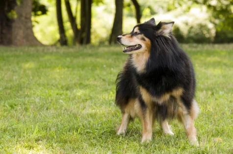 Profile of a black and tan dog at Memorial Park in Nyack, New York.