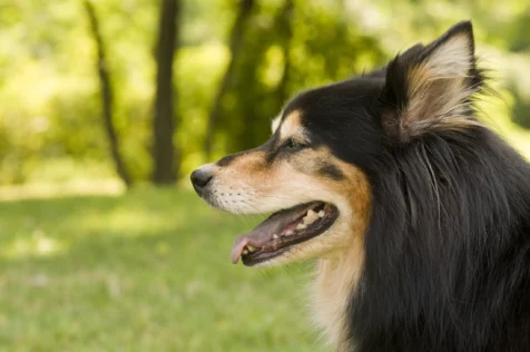 Profile of a black and tan dog at Memorial Park in Nyack, New York.