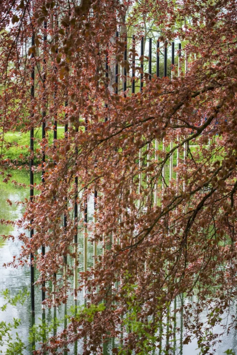 A blooming red beech tree and black and white poles in a pond at a park in Ulm, Germany, 2023.