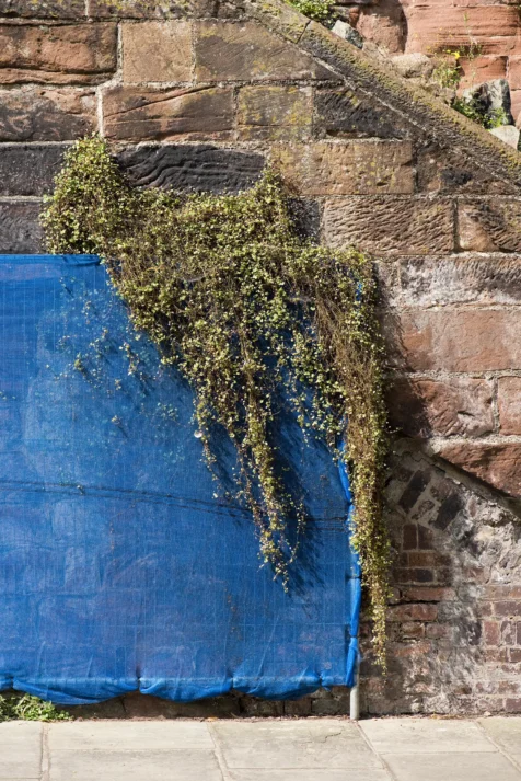 A green plant and blue construction fence in front of a stone wall in Chester, England, 2017.
