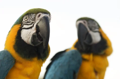A pair of Blue and Yellow Macaws at Memorial Park in Nyack, New York.