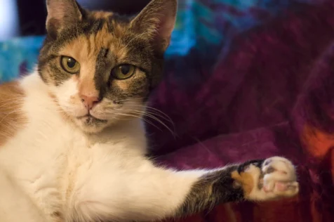 Close-up of a cat named Cassie in Valley Cottage, New York.