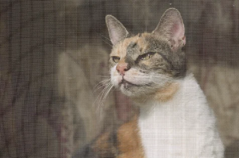 A cat named Cassie through a screen window in Valley Cottage, New York.