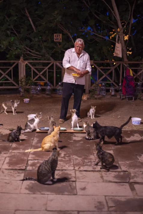 A man feeds the cats at night in Antalya, Turkey, 2023.