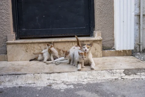 A cat and her four kittens in front a door in Antalya, Turkey, 2023.
